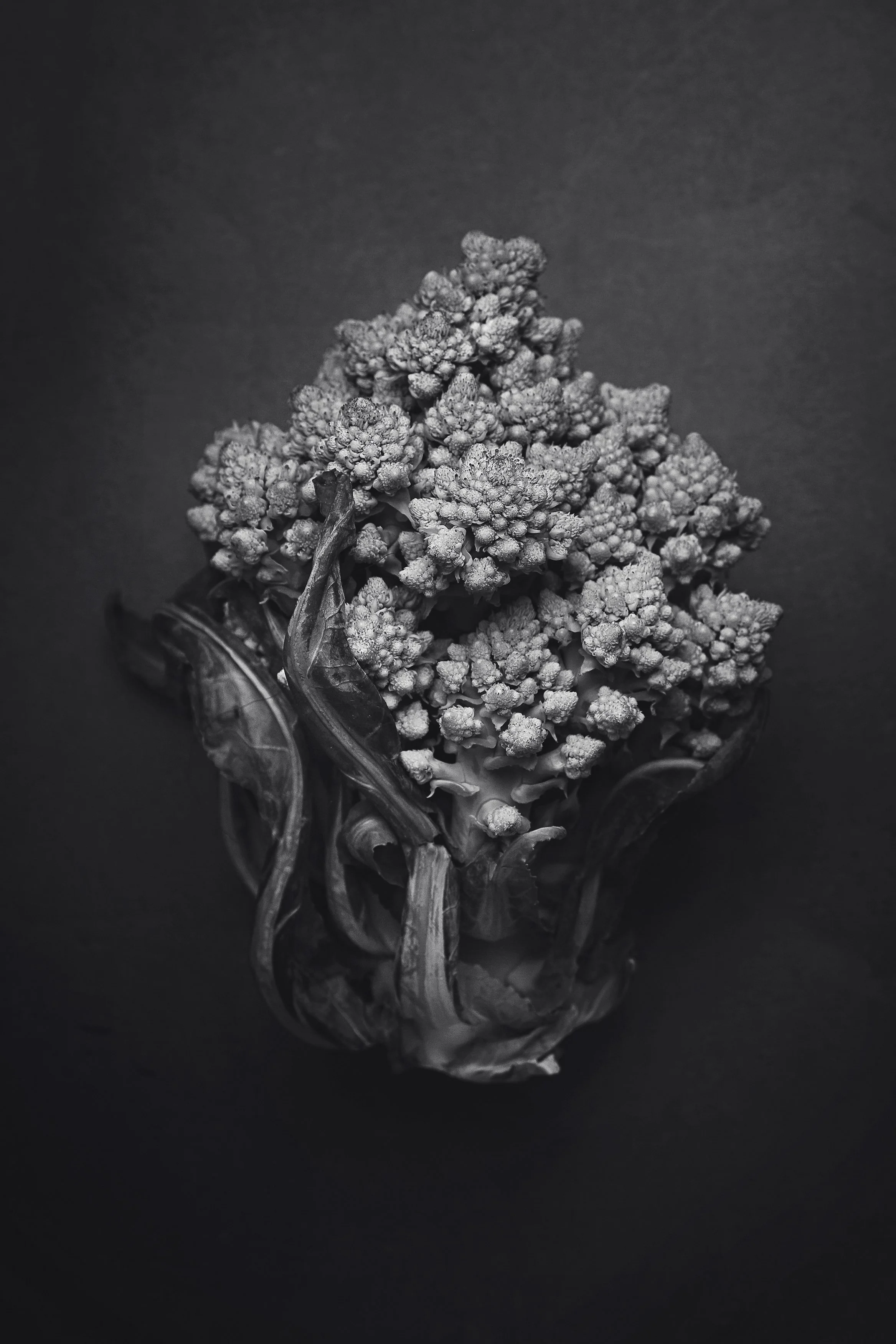 Still Life - Giclee Fine Art Photography Prints